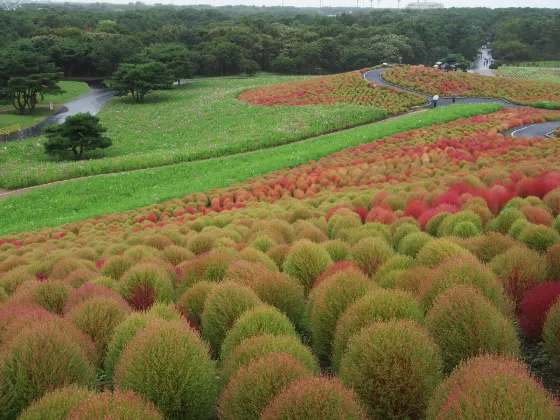 Kochia at Michinoku Lakeside Park