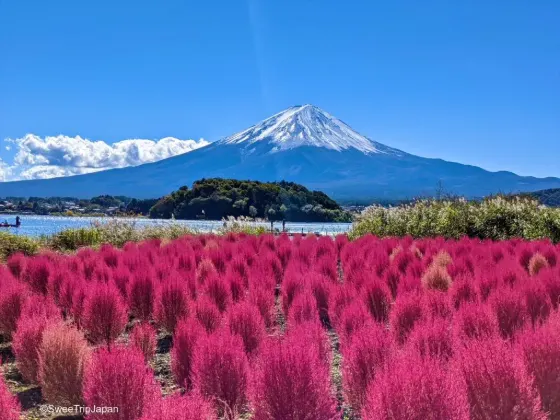 Kochia at Oishi Park