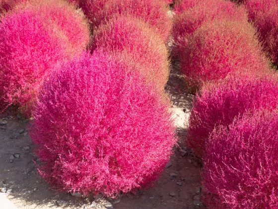 Kochia at Shima City Tourist Farm