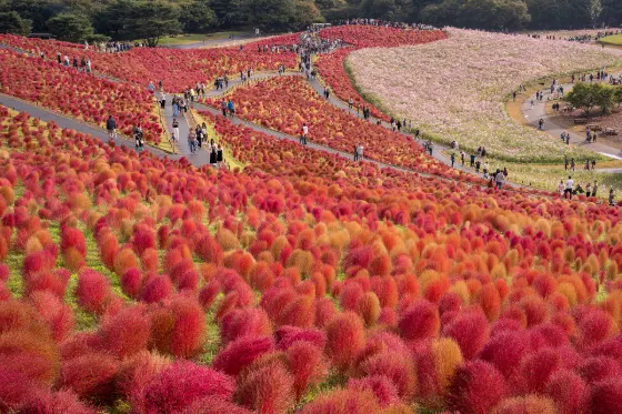 Kochia at Tambara Lavender Park