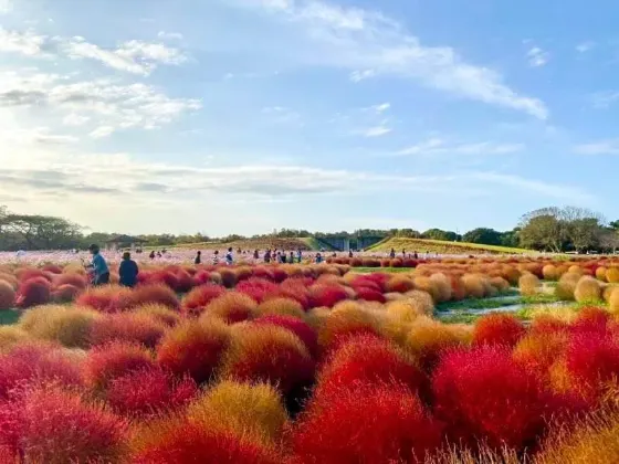 Kochia at Uminonakamichi Seaside Park