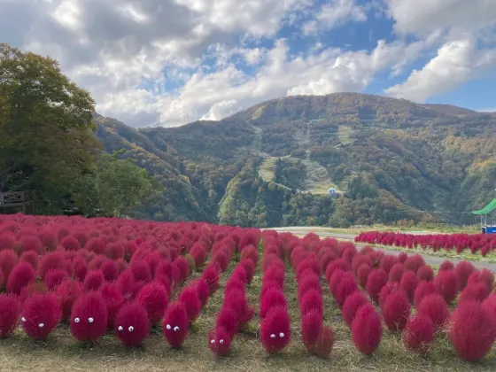 Kochia at Yuzawa Kogen Panorama Park