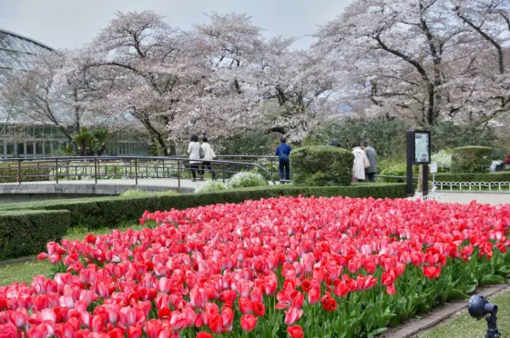 Cherry blossom at Kyoto Botanical Gardens (Kyoto)