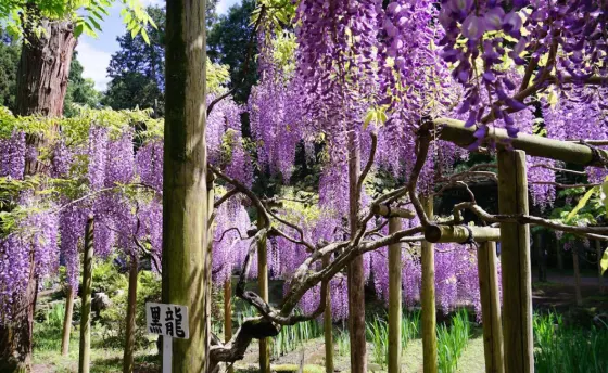 Wisteria at Manyo Botanical Garden (Nara)