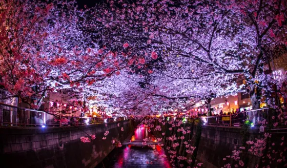 Cherry blossom at Meguro River