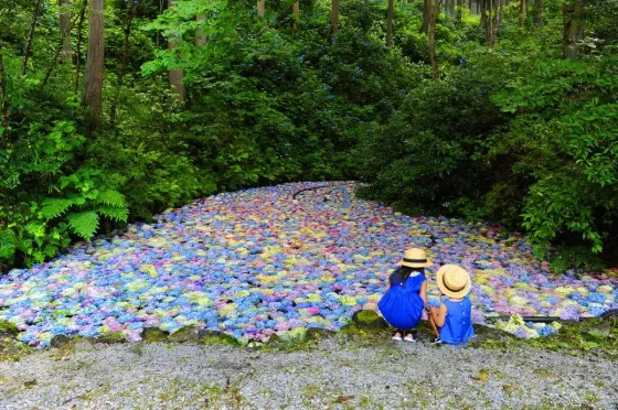 Hydrangea at Michinoku Hydrangea Garden (Iwate)