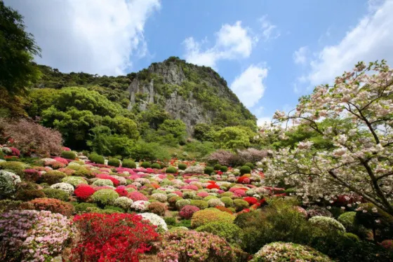 Azalea at Mifuneyama Rakuen (Saga)