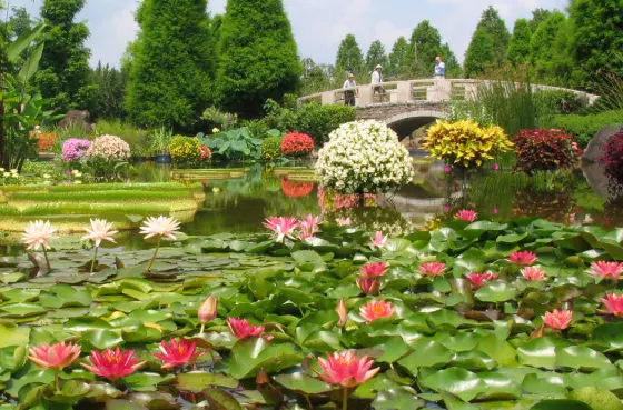 Lotus at Mizunomori Water Botanical Garden (Shiga)