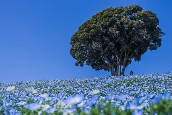 Nemophila at Mother Farm