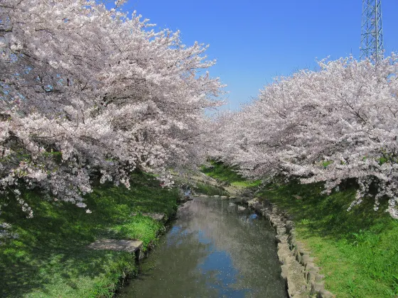 Cherry blossom at Motoara River Cherry Blossom Avenue
