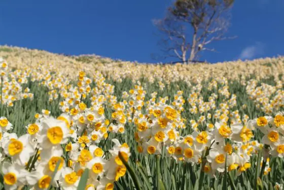 Narcissus at Nada-Kuroiwa Narcissus Field