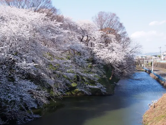 Cherry blossom at Kajo Park (Yamagata Castle)