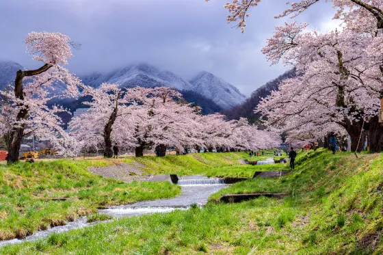 Cherry blossom at Kannonji River