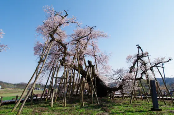 Cherry blossom at Kubo-zakura (Isazawa)