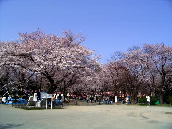 Cherry blossom at Nishi Park (Sendai)