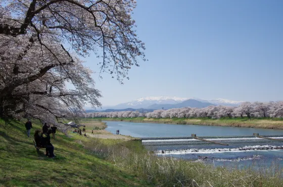 Cherry blossom at Shiroishi River Hitome Senbonzakura