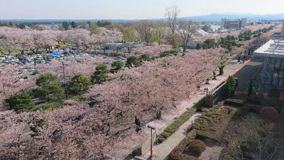 Cherry blossom at Towada Kanchogai Street