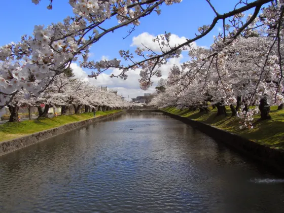 Cherry blossom at Tsuruoka Park