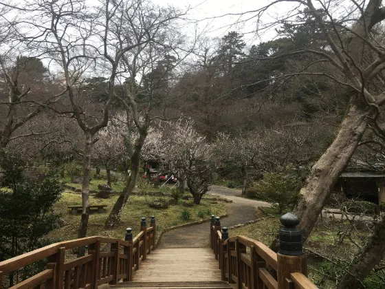Plum blossom at Atami Plum Garden
