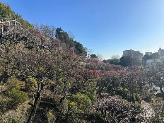 Plum blossom at Ikegami Plum Garden