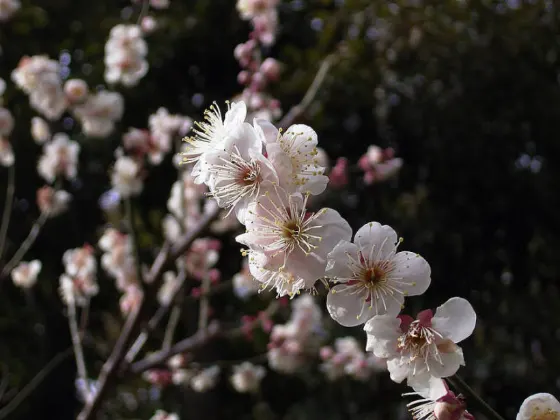 Plum blossom at Okamoto Plum Grove Park