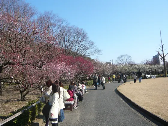 Plum blossom at Gifu Bairin Park