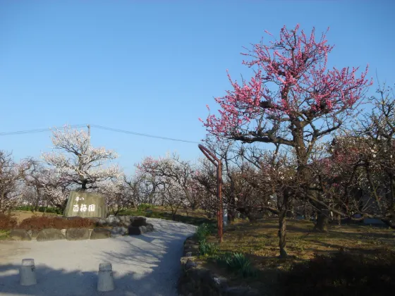 Plum blossom at Anpachi Hyakubaien