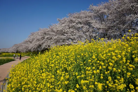 Cherry blossom at Sakurazutsumi Park (Yoshimi)