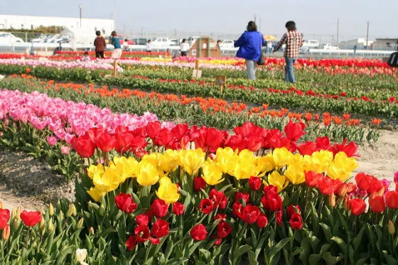 Tulips at Kitajima Tulip Park