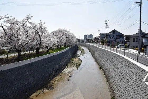 Cherry blossom at Igagawa Cherry Embankment