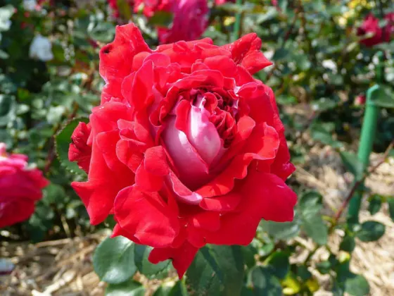 Roses at Shikishima Park Rose Garden