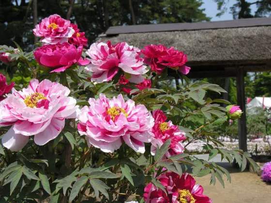 Peony at Sukagawa Peony Garden