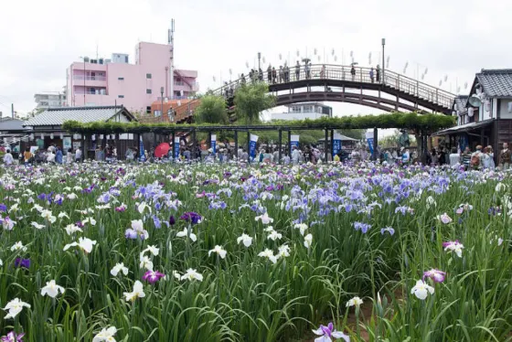 Iris at Suigo Itako Ayame Garden