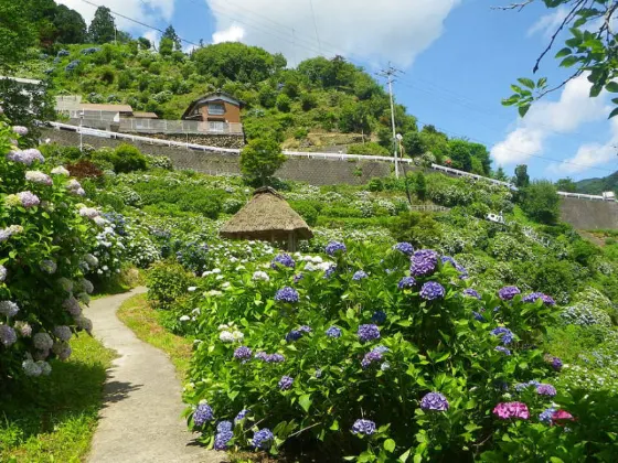 Hydrangea at Shingu Hydrangea Village