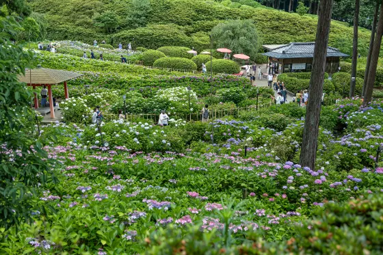 Hydrangea at Mimuroto-ji Temple