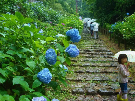 Hydrangea at Ohirasan Ajisai-zaka