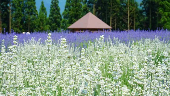 Lavender at Kobe Nunobiki Herb Gardens