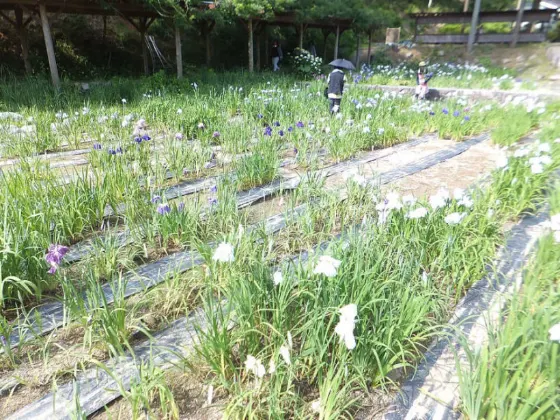 Iris at Motsu-ji Temple Iris Garden