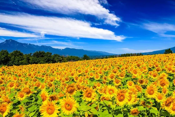 Sunflowers at Sarukubo Rice-Field Park Sunflowers