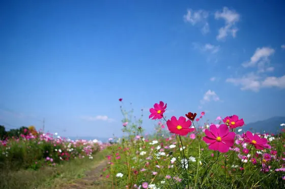 Cosmos at Matsuyama Gohonmaru Park Cosmos
