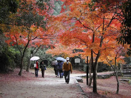 Autumn leaves at Momijidani Park (Miyajima)
