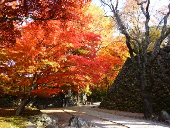 Autumn leaves at Komoro Castle Ruins Kaikoen