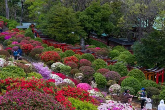 Azalea at Nezu Shrine