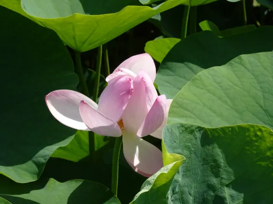 Lotus at Chiba Park (Oga Lotus)