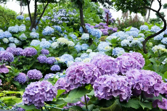 Hydrangea at Hakusan Shrine (Bunkyo)
