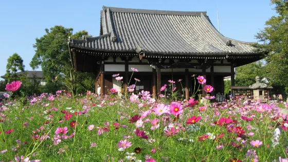 Cosmos at Hannya-ji Temple