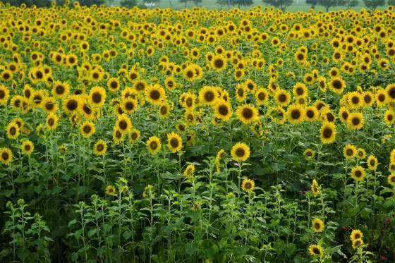 Sunflowers at Himawari-no-Oka Park (Ono)