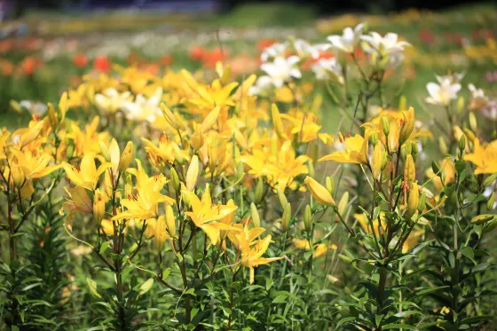 Lilies at Hunter Mountain Yuri Park