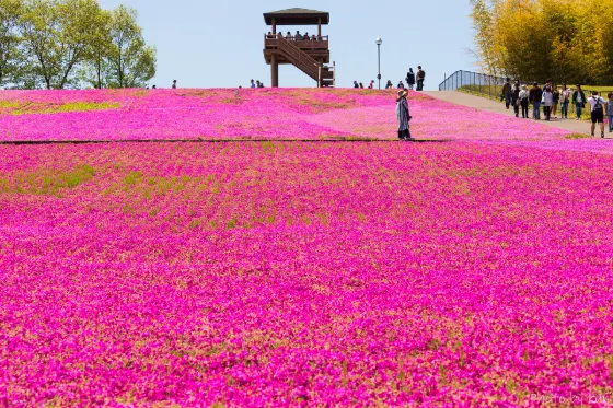 Shibazakura at Ichikai Shibazakura Park