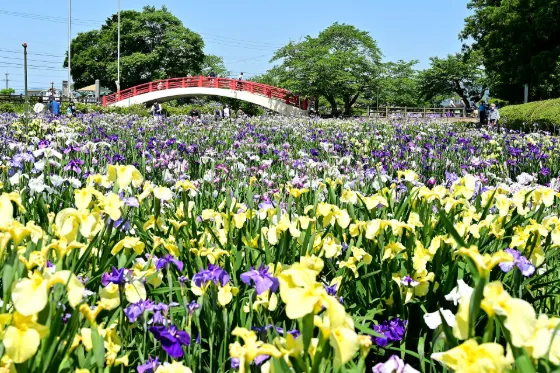 Iris at Kamo Iris Garden (Kakegawa)